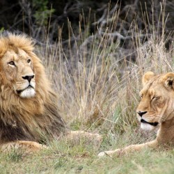 Lions To Return To Rwanda after Twenty Year Absence