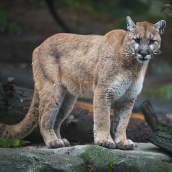 Man Saves Daughter By Punching Mountain Lion In The Face