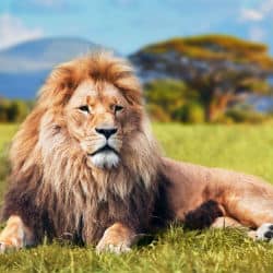 Lion Populations Could Drop By Half Within 20 Years Researchers Warn