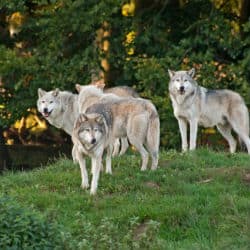 Wolves Make A Come Back In Poland