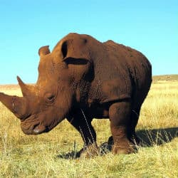 WWF Worried By Rhino Poaching