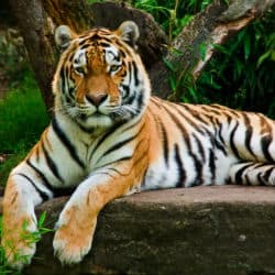 Tiger Poaching On The Rise