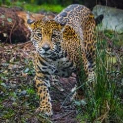 jaguar conservation