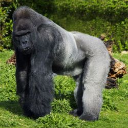 Gorilla 4