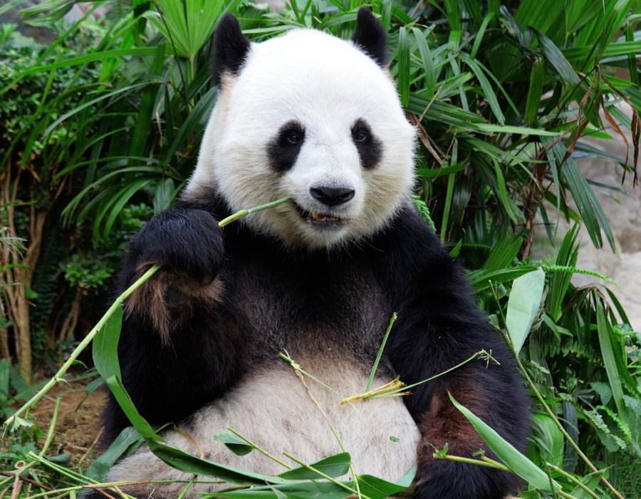 Adopt a Panda | WWF Animal Adoptions from £3.00 a month