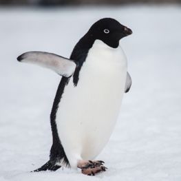 Adopt a Penguin