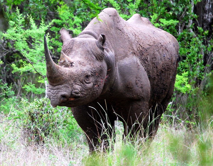 Rhino Facts