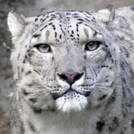 Adopt a Snow Leopard