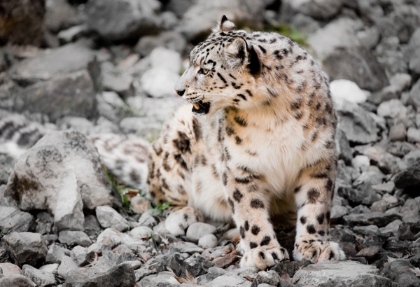 Adopt a Snow Leopard