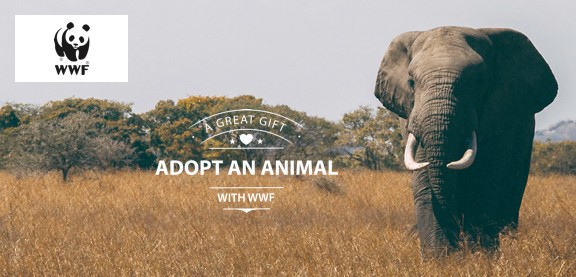 Adopt an Elephant