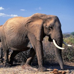 African Elephants Could Become Extinct Within Decades