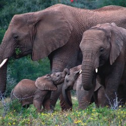 Falling Herbivore Numbers Could Result In Empty Landscape