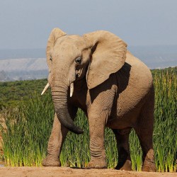 Killing For Ivory Could Drive African Elephant Into Extinction