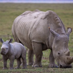 Study Tries To Understand How To Improve Captive Rhino Breeding