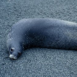 Weddell Seals May Use Earth’s Magnetic Field As GPS
