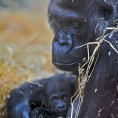 Aspinall Foundation New Born Gorilla